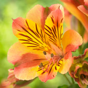 Alstroemeria 'Colorita Diana'