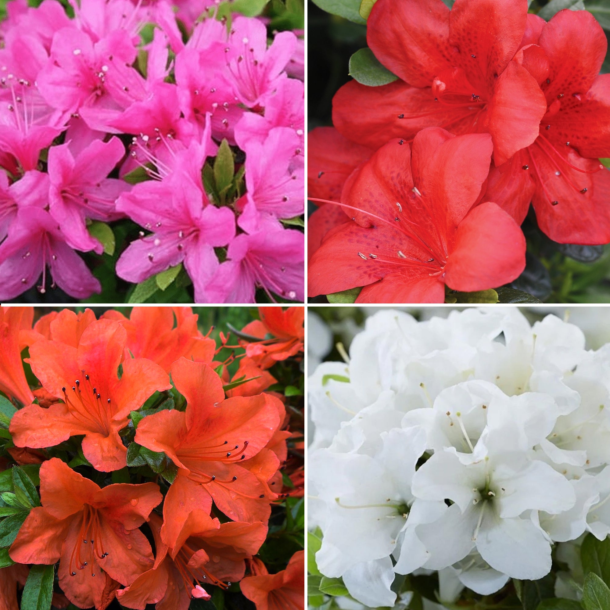 Azalea Mix Mixed Varieties Gardeners Dream Azalea Mix Mixed Varieties Gardeners Dream