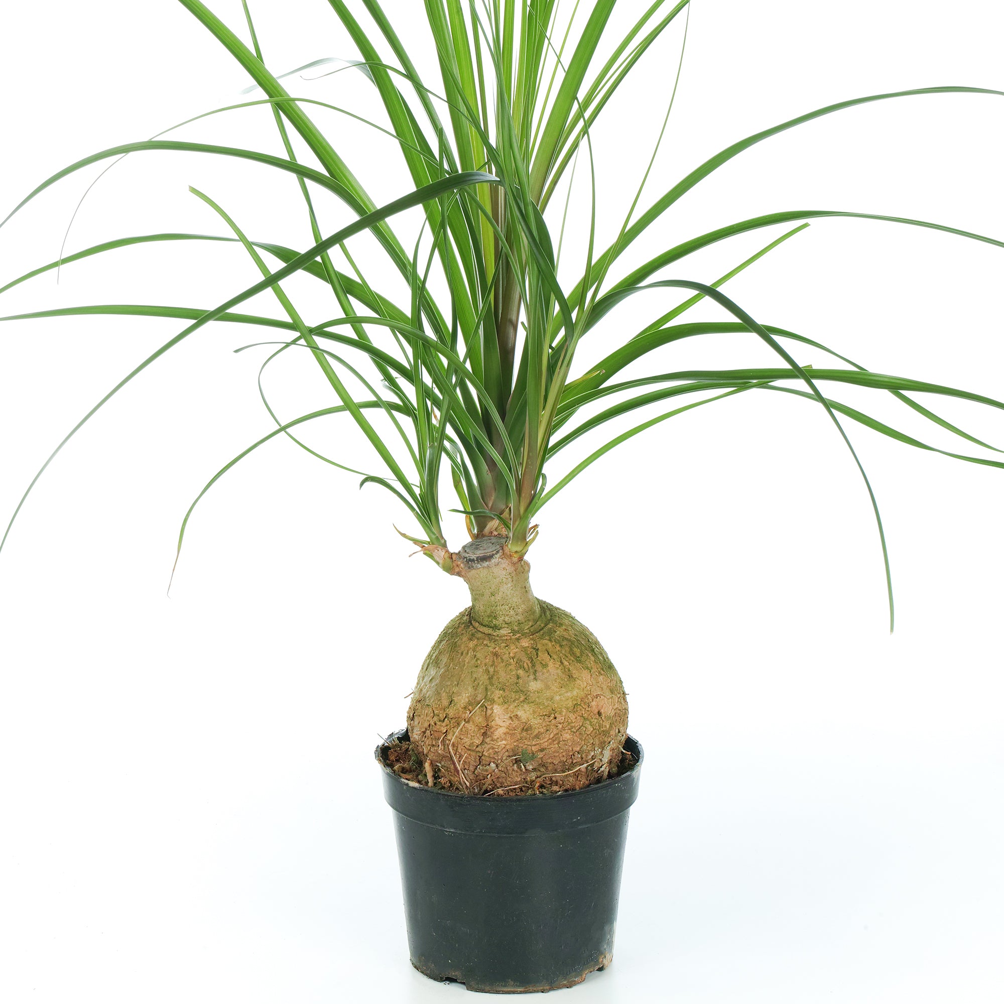 gardenersdream ponytail palm beaucarnea nolina tall Beaucarnea 'Nolina Ball'