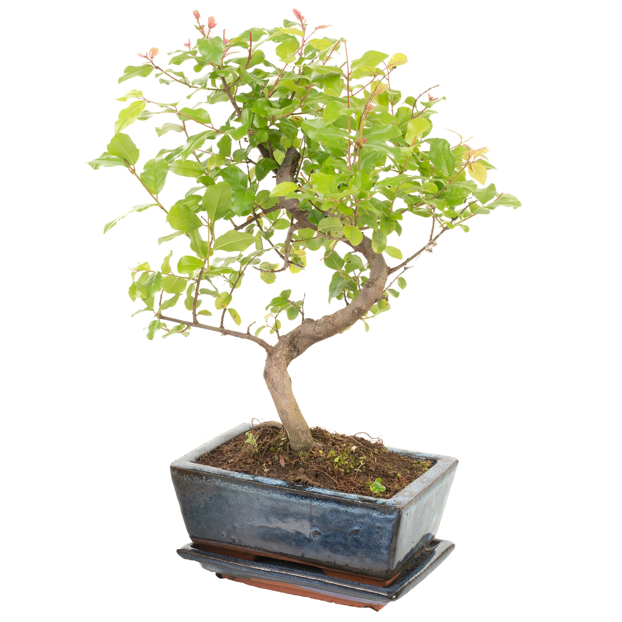 s shaped bonsai tree S-Shaped Bonsai