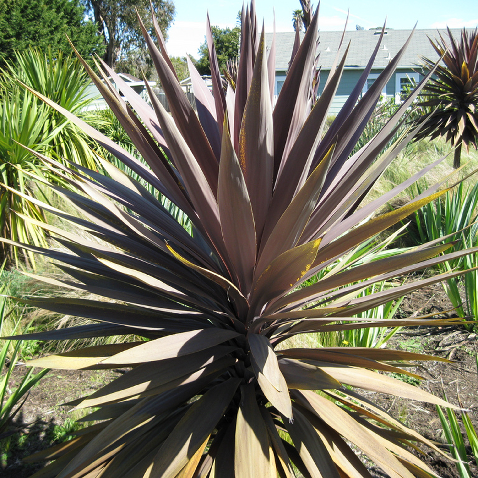 burgundy spire dracaena palm Cordyline 'Burgundy Spire'