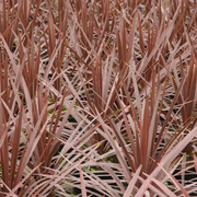 Cordyline 'Torbay Red'