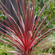 Cordyline 'Charlie Boy'