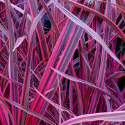 Cordyline 'Festival Raspberry'