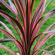 Cordyline 'Southern Splendour'