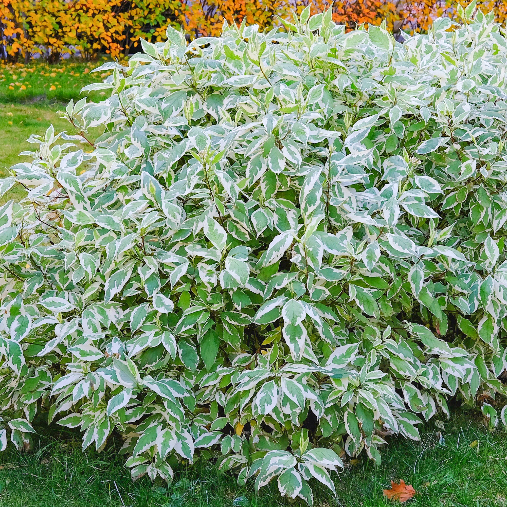 Cornus Elegantissima Dogwood Gardeners Dream Cornus Elegantissima Dogwood Gardeners Dream