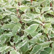 Cornus 'Variegata'