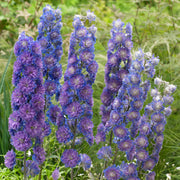 Delphinium 'Highlander Sweet Sensation'