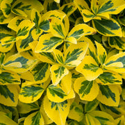 Euonymus 'Emerald 'n' Gold'