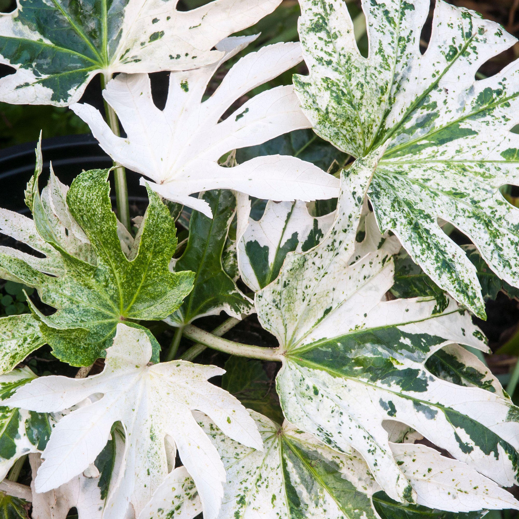 spider web plant flower Fatsia 'Spiders Web'