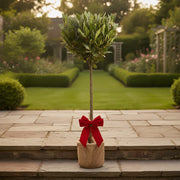 Festive Wrapped Laurus Nobilis Patio Outdoor Bay Tree Gift