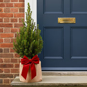 Festive Wrapped Outdoor Picea Tree Gift