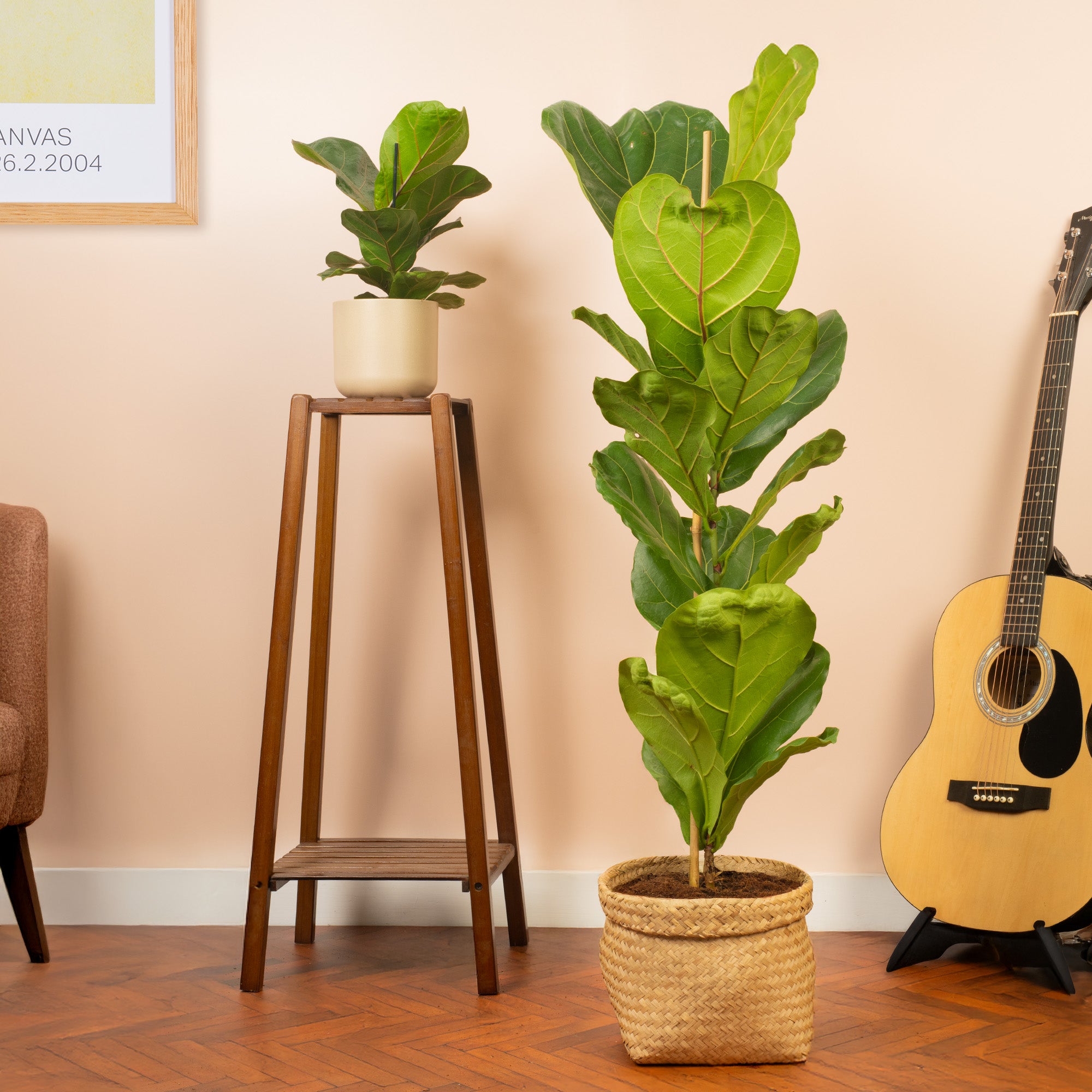buy fiddle leaf fig tree uk Ficus lyrata