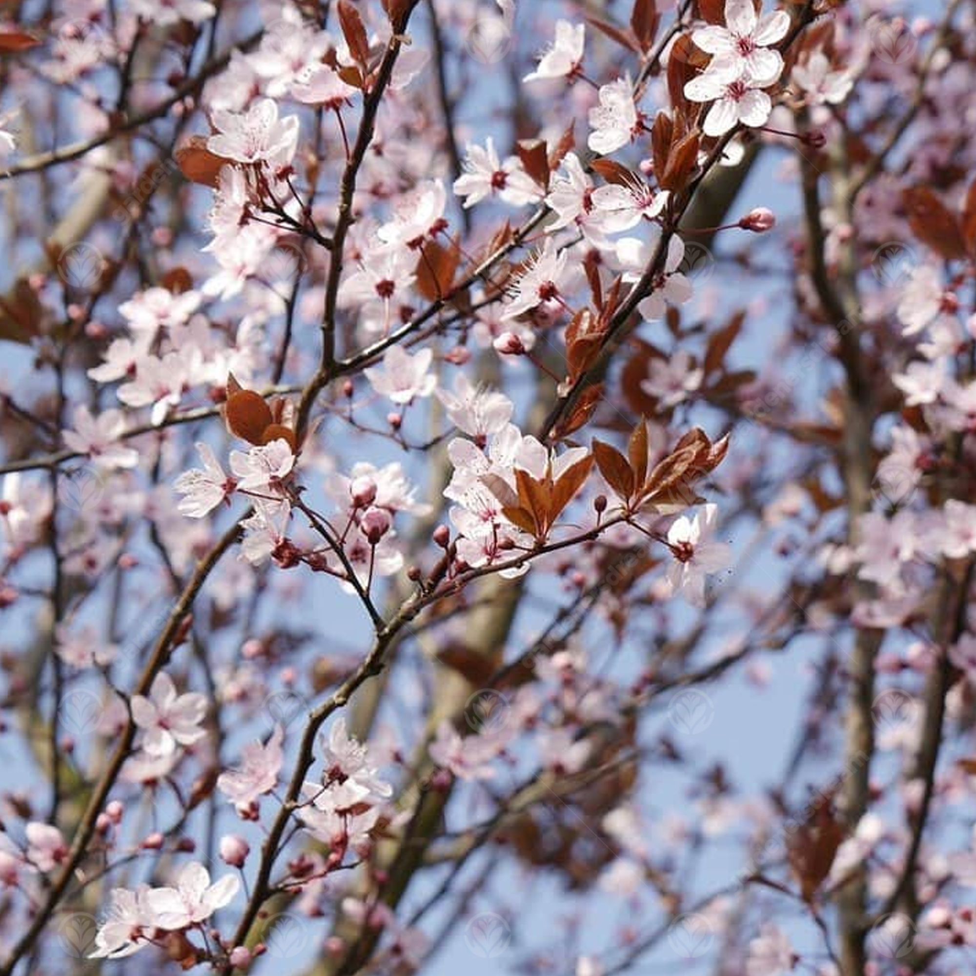 Prunus Crimson Pointe Japanese Flowering Cherry Tree Gardeners Dream prunus-crimson-pointe-japanese-flowering-cherry-tree-gardeners-dream