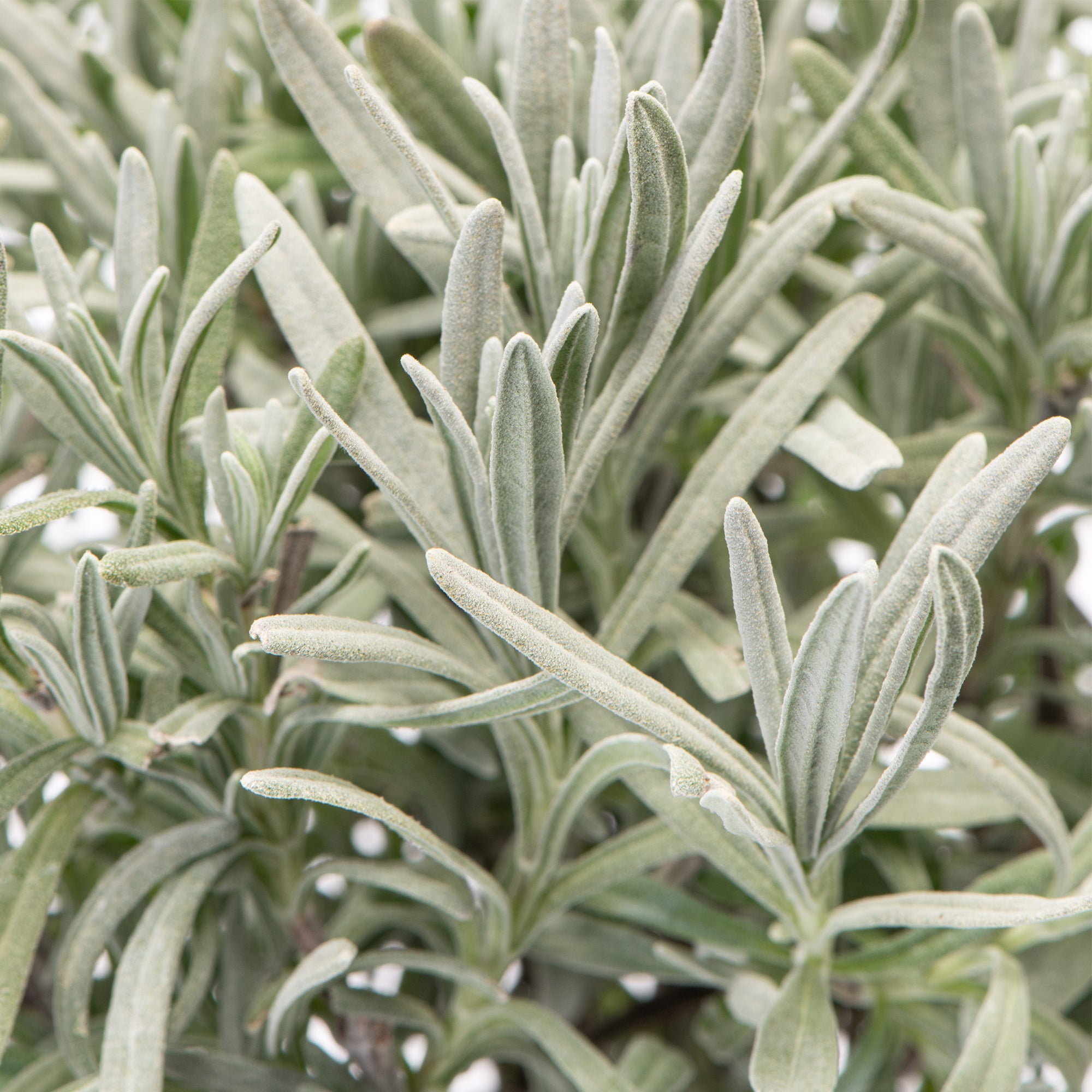 lavender herb plants Lavender Herb Plants