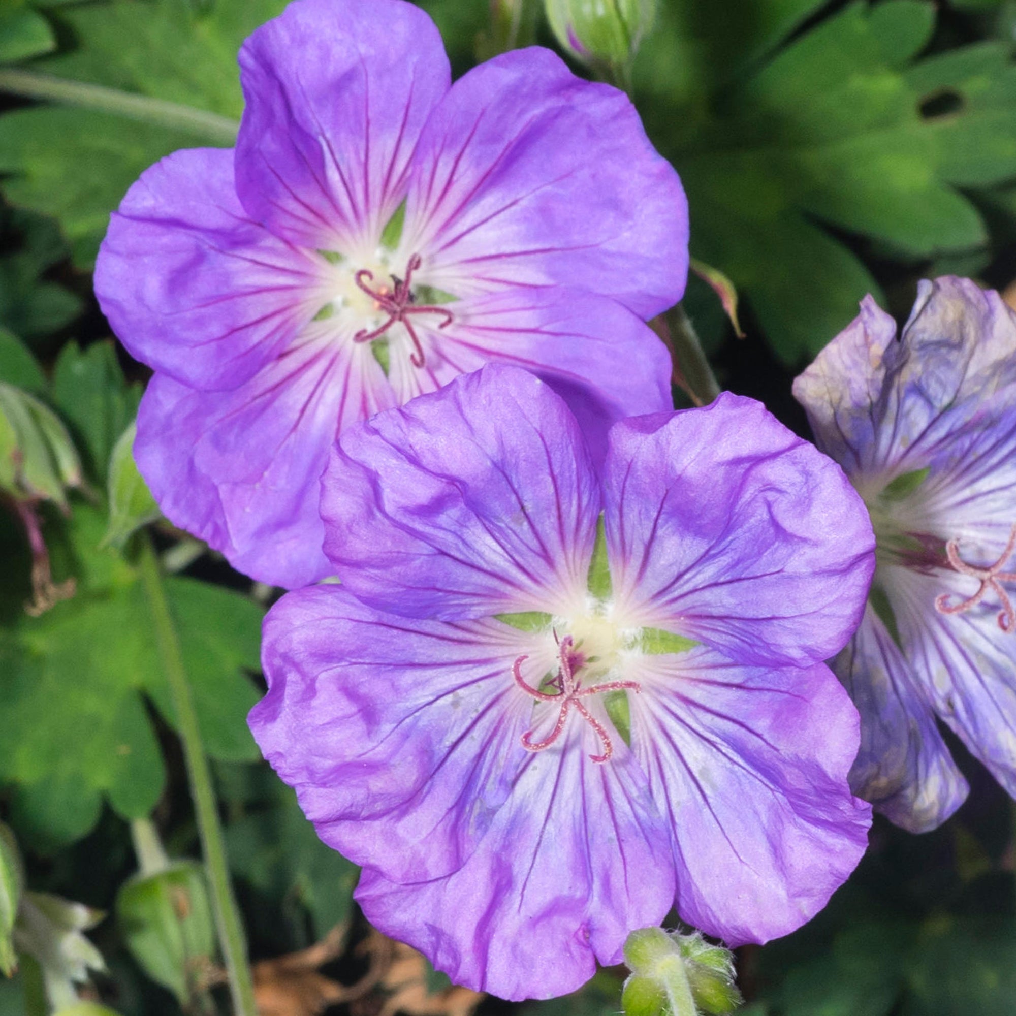 Geranium Azure Rush Cranesbill Gardeners Dream Geranium Azure Rush Cranesbill Gardeners Dream