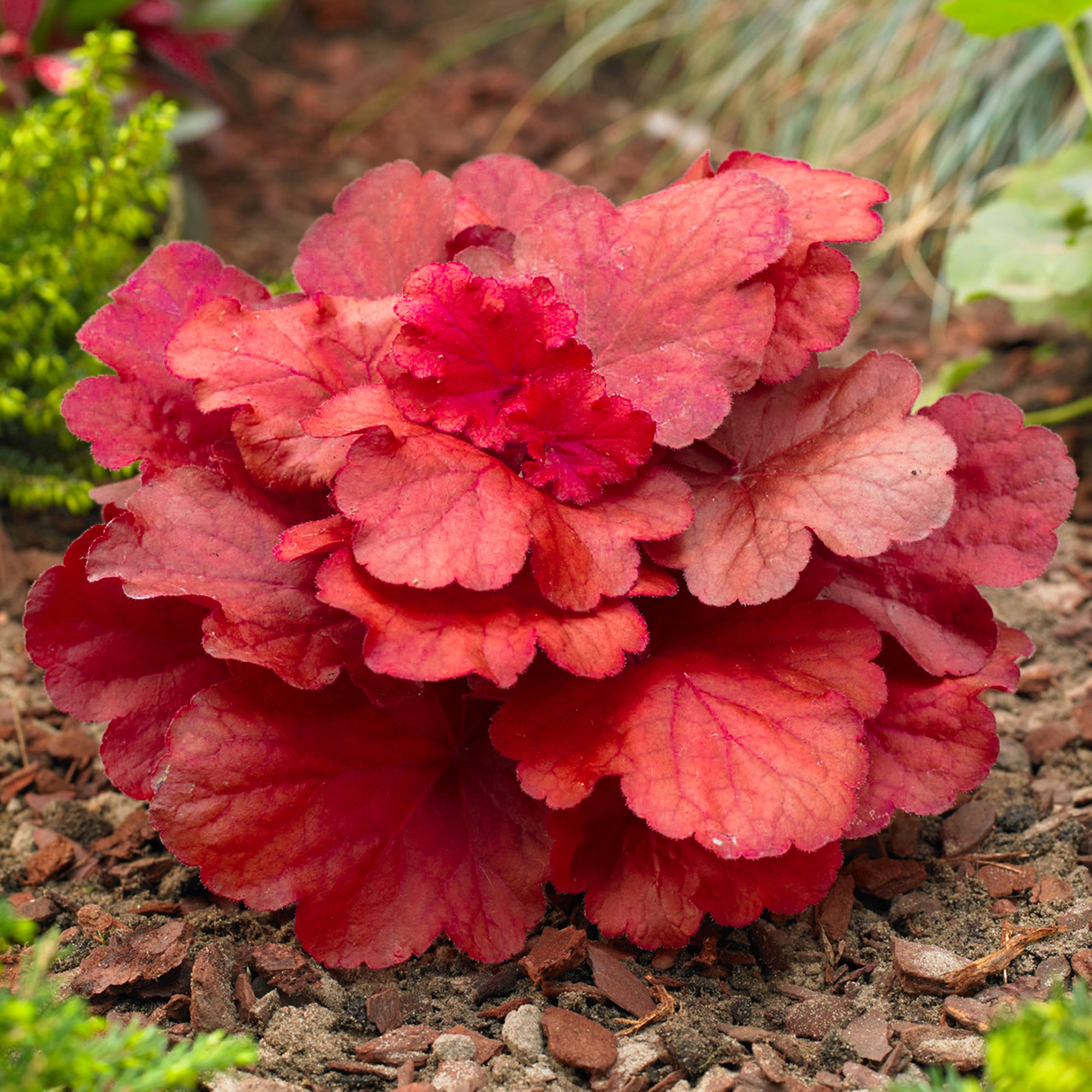 Heuchera Fire Alarm Coral Bells Gardeners Dream heuchera-fire-alarm-coral-bells-gardeners-dream