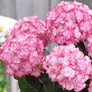 Hydrangea 'Miss Saori'