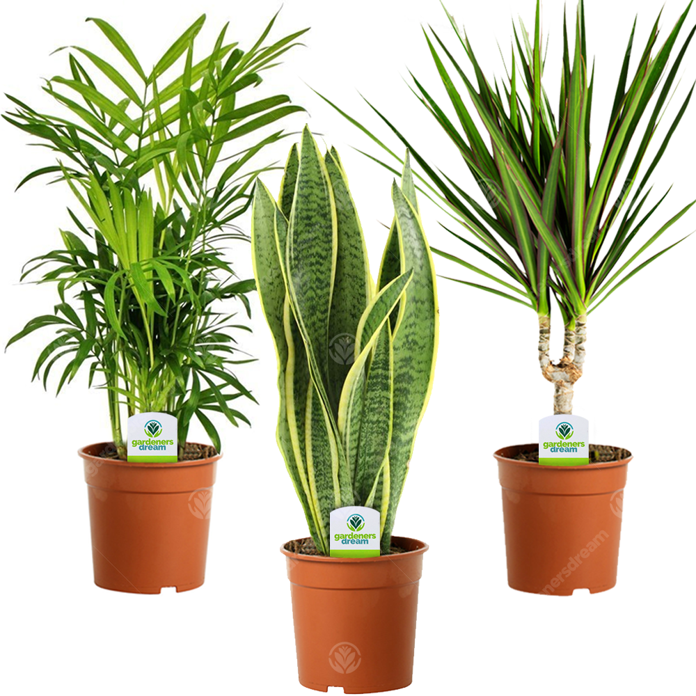 popular indoor plants uk Classic House Plant Bundle – Gardeners Dream
