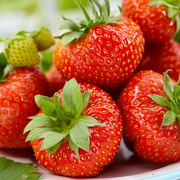 Strawberry 'Korona' Bare Root Plants