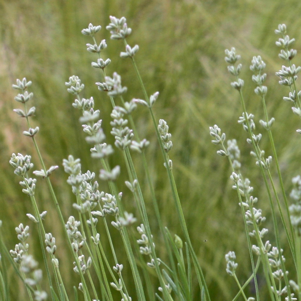 white lavender plants uk Lavandula 'Arctic Snow'