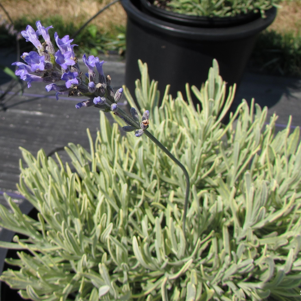 platinum blonde lavender plant care Lavandula 'Platinum Blonde' Herb Plants