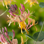 Lonicera henryi