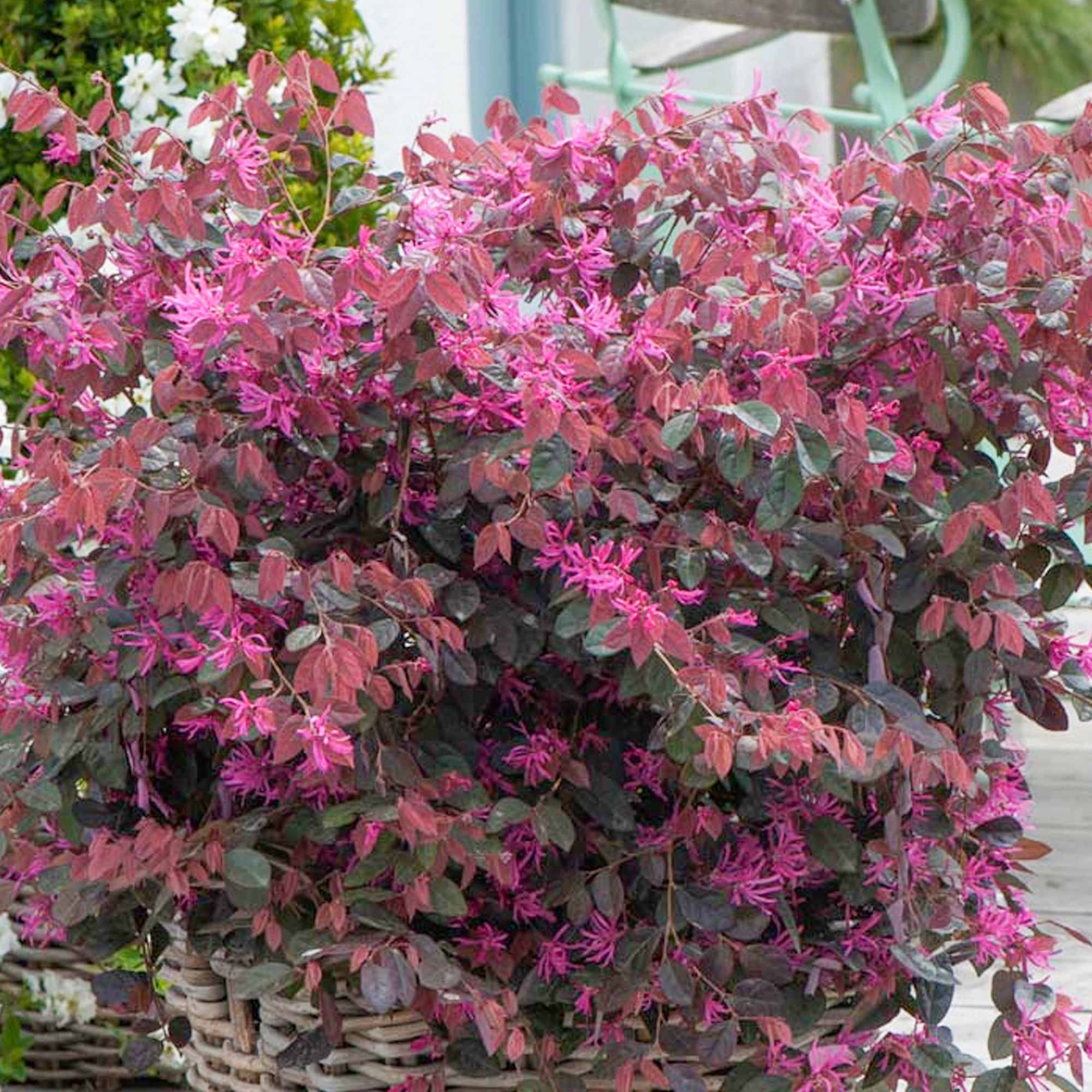 Loropetalum Fire Dance Chinese Witch Hazel Gardeners Dream loropetalum-fire-dance-chinese-witch-hazel-gardeners-dream
