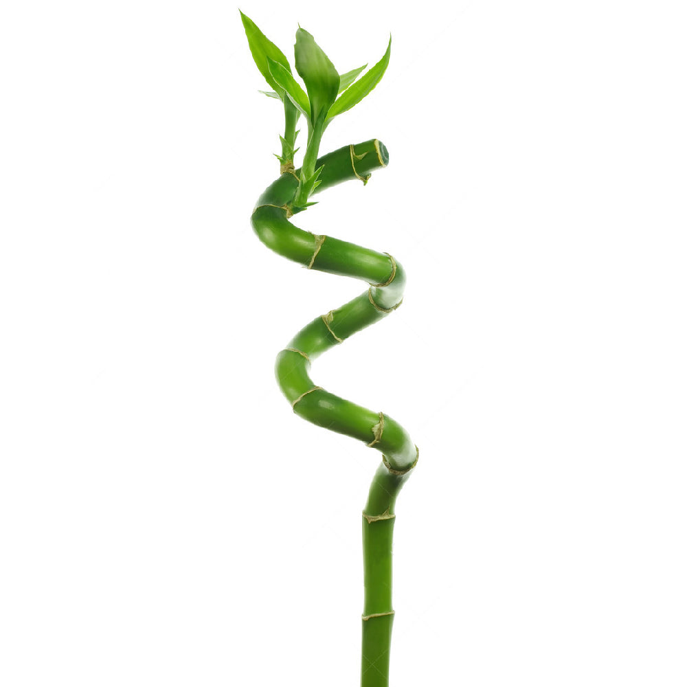 lucky bamboo uk Lucky Bamboo