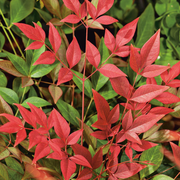 Nandina 'Obsessed'