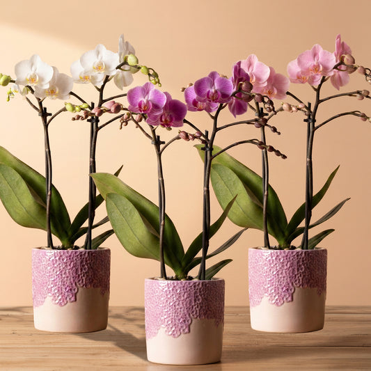 Orchid 'Kolibri' in Ceramic Pot