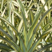 Phormium 'Cream Delight'