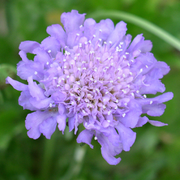 Scabiosa 'Butterfly Blue'