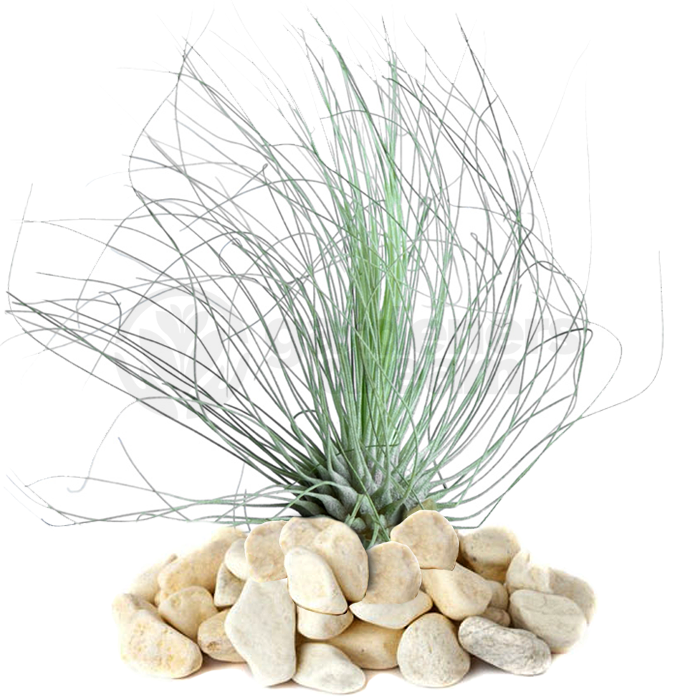 argentea air plant Tillandsia argentea
