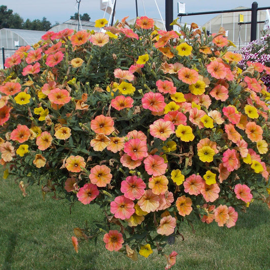 Petunia Cascadias Indian Summer Basket Plants
