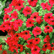 Petunia Surfinia Deep Red Basket Plants