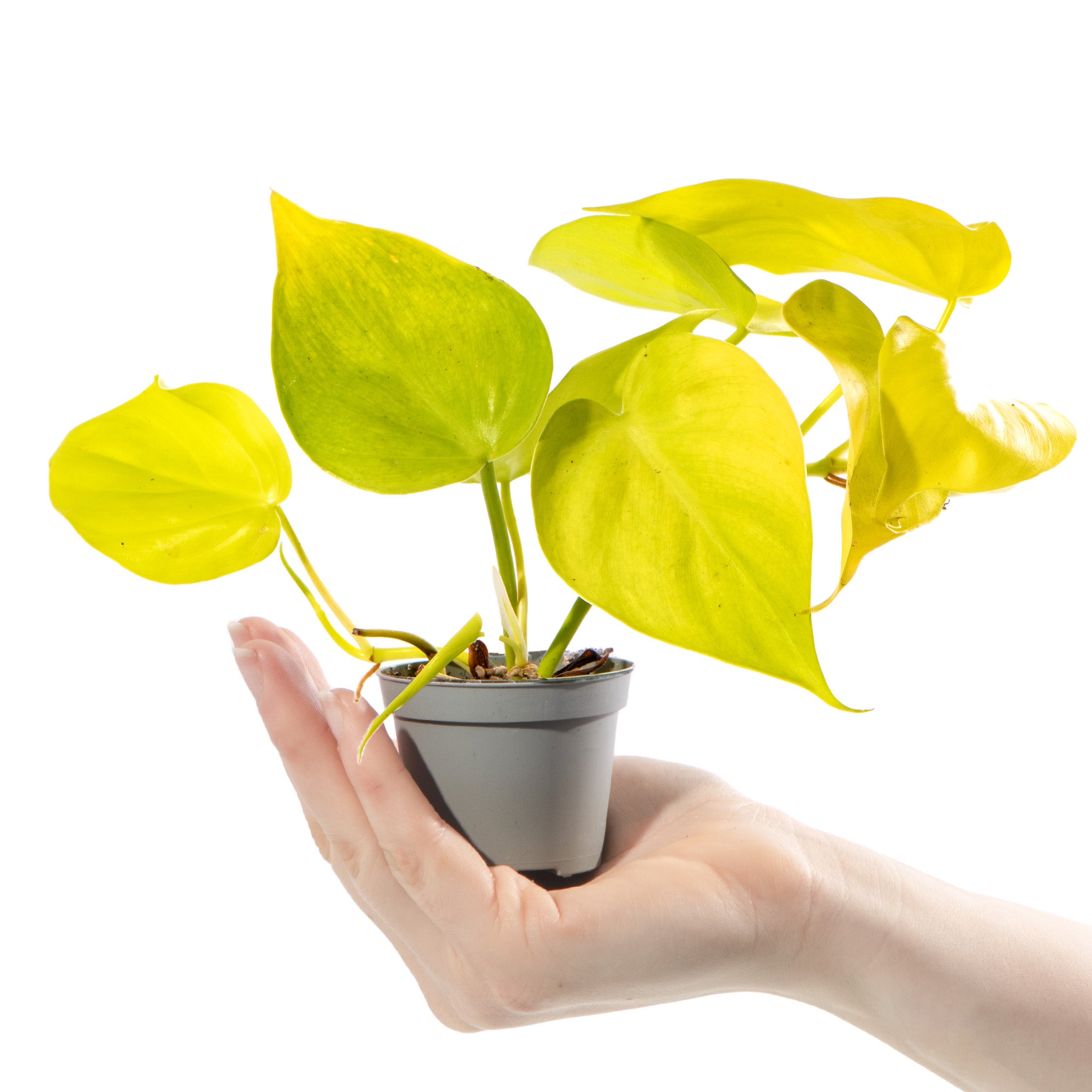 neon philodendron uk Baby Philodendron 'Neon'