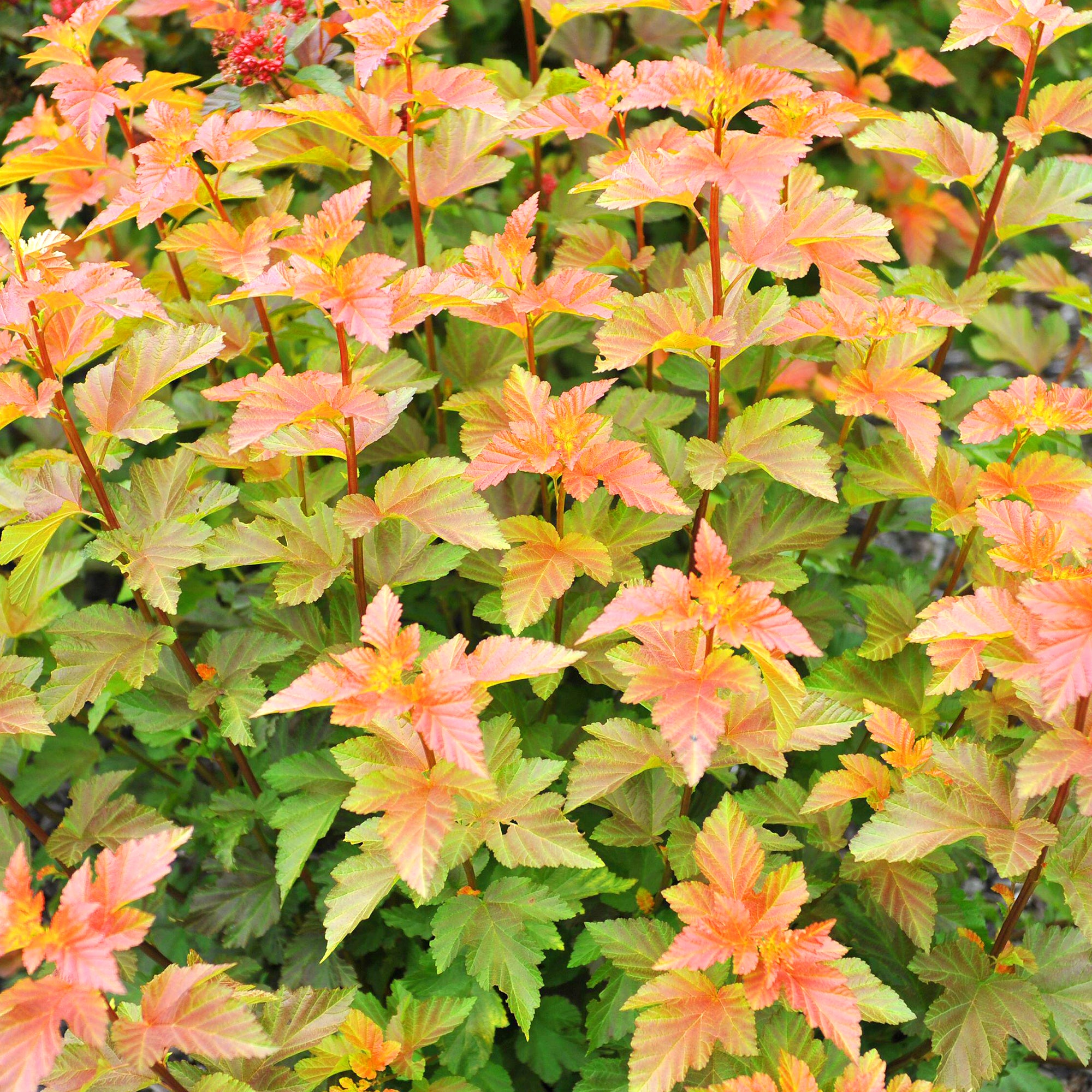 Physocarpus Amber Jubilee Ninebark Gardeners Dream physocarpus-amber-jubilee-ninebark-gardeners-dream