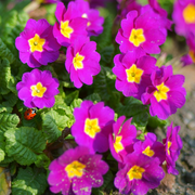 Primrose Purple Bedding Plants