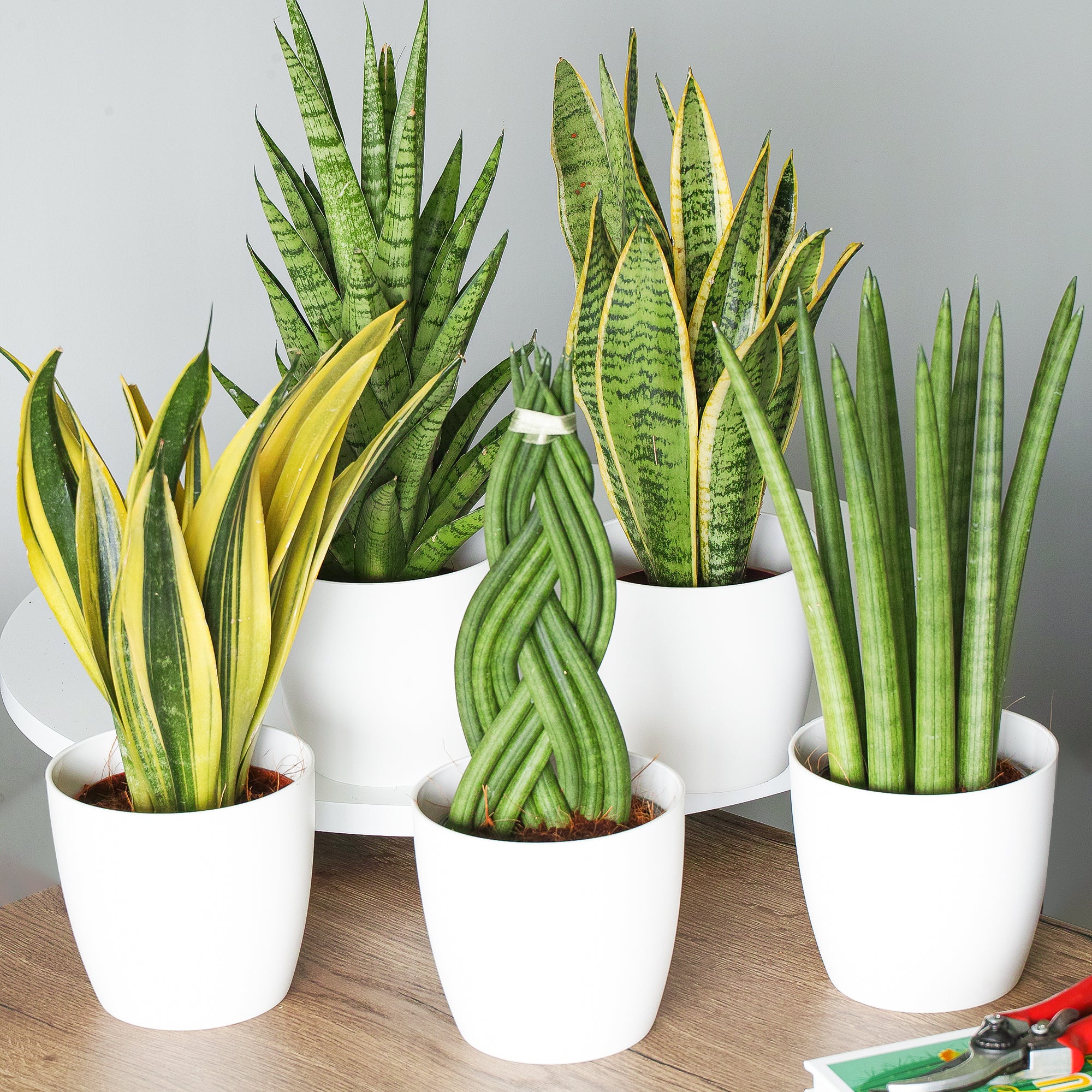 sansevieria mix Sansevieria Mix