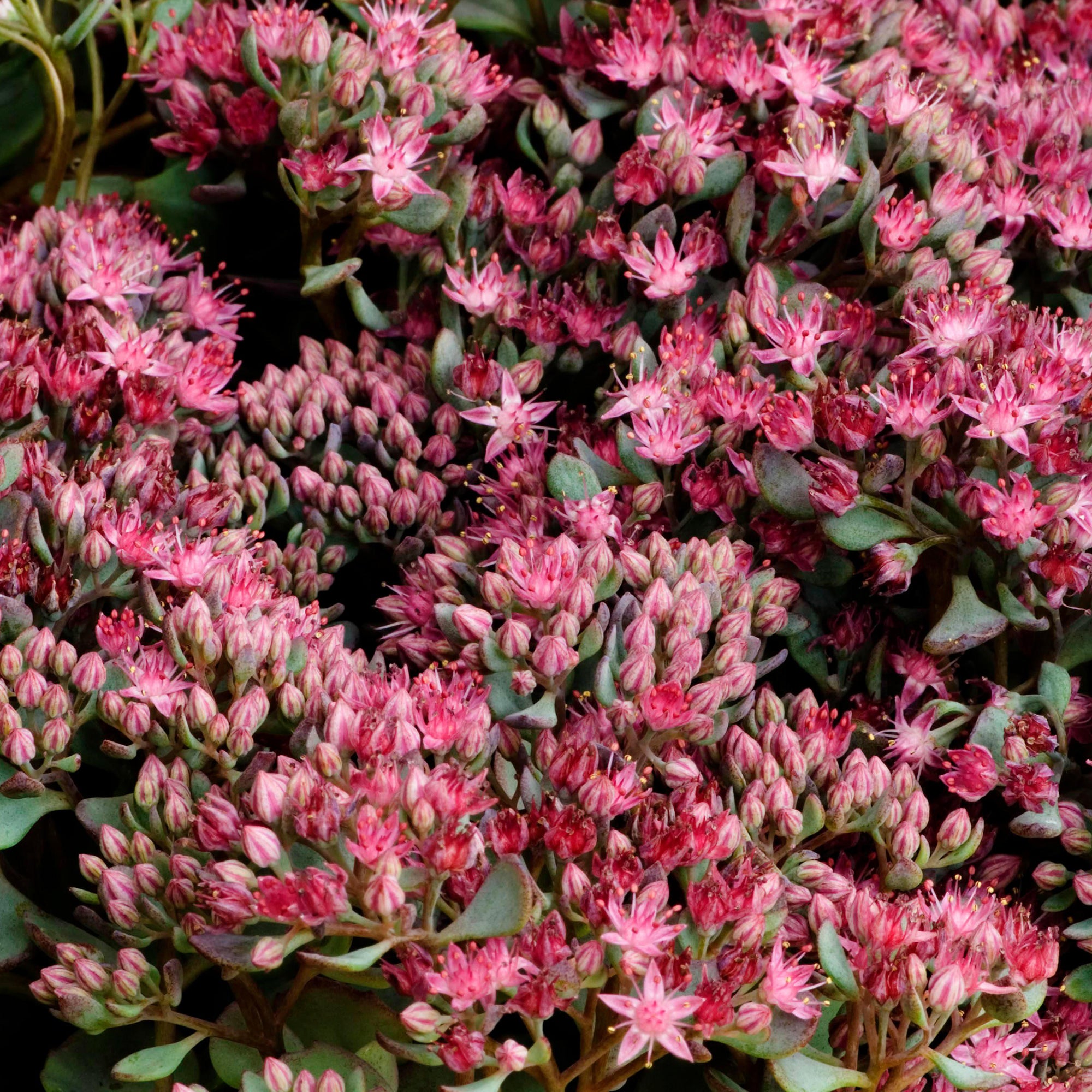 Sedum Coca Cola Stonecrop Gardeners Dream sedum-coca-cola-stonecrop-gardeners-dream