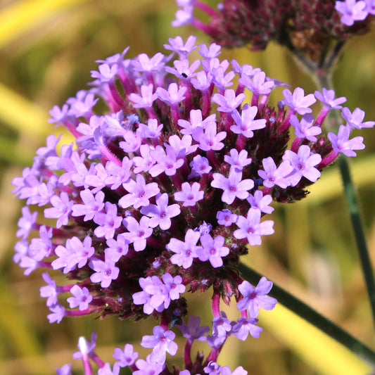 Verbena bonariensis Seeds