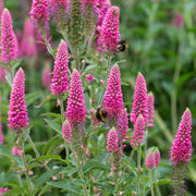 Veronica 'First Love'