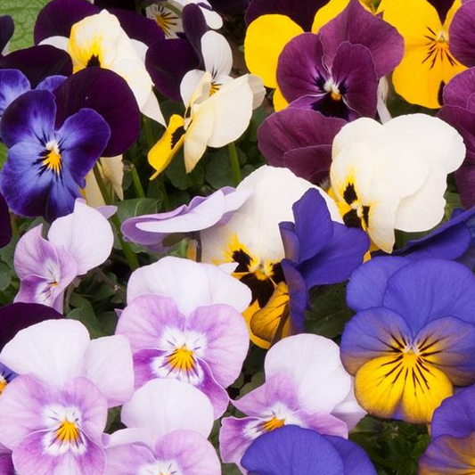 Viola Spring Select Mix Bedding Plants