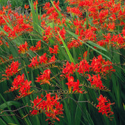 Crocosmia 'Twilight Fairy Crimson'