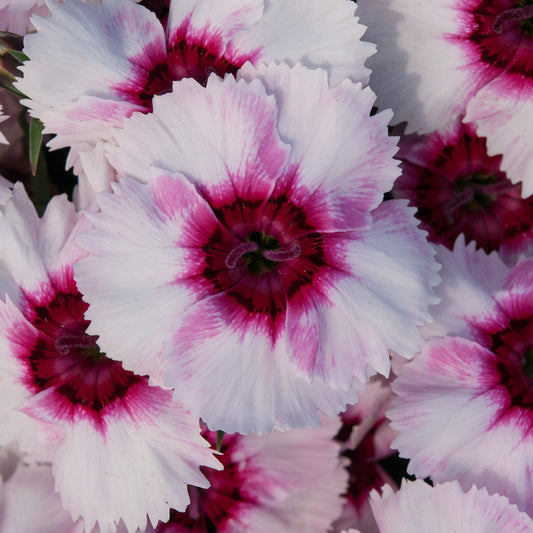 Dianthus F1 Corona Iceberry Magic Bedding Plants