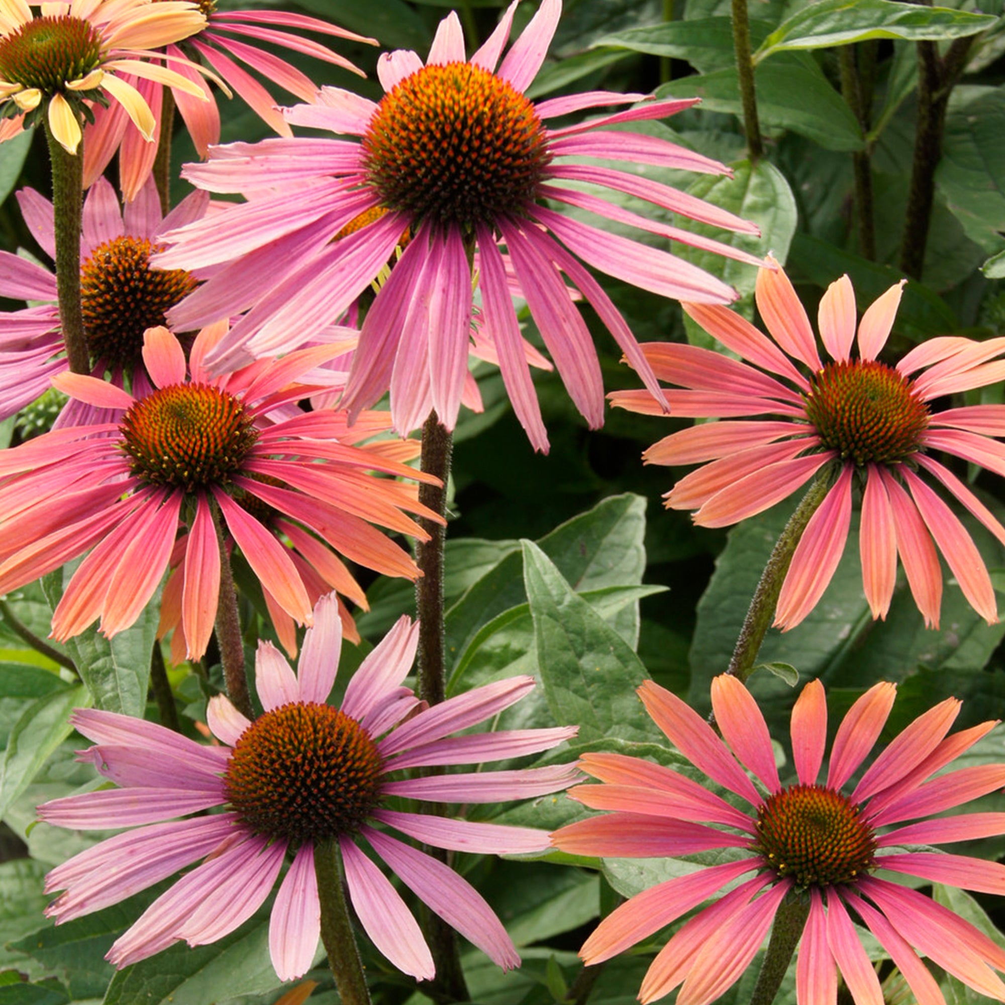 Echinacea Summer Cocktail Coneflower Gardeners Dream echinacea-summer-cocktail-coneflower-gardeners-dream