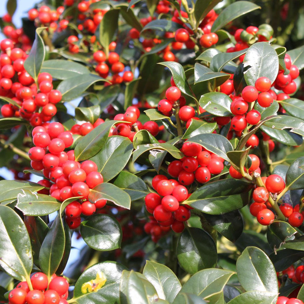 Ilex JC Van Tol Holly Tree Gardeners Dream ilex-jc-van-tol-holly-tree-gardeners-dream