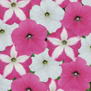 Petunia F1 Frenzy Candyfloss Mixed Bedding Plants