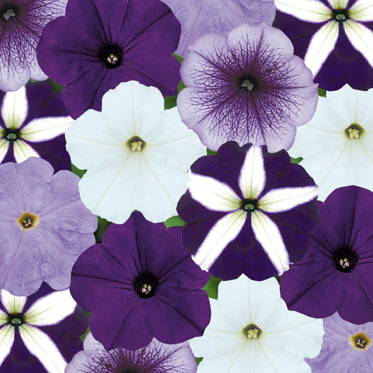 Petunia F1 Frenzy Grand Rapids Mixed Bedding Plants